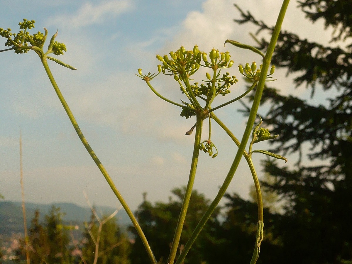 Pastinaca sativa subsp. urens (Apiaceae)